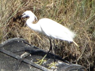 aigrette garzette